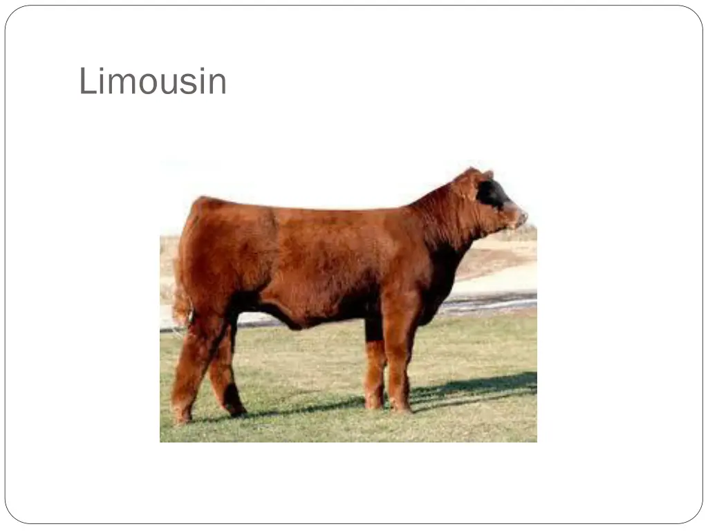 limousin