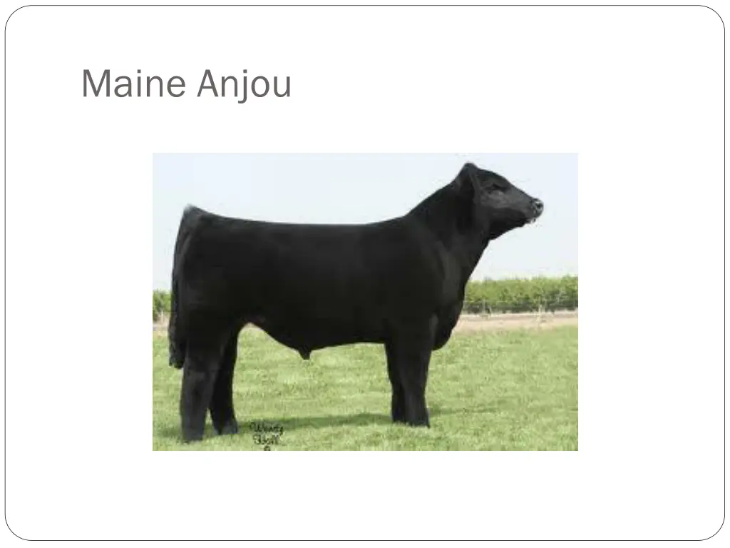 maine anjou