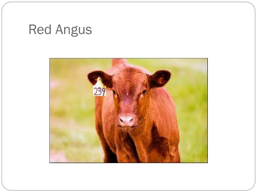 red angus