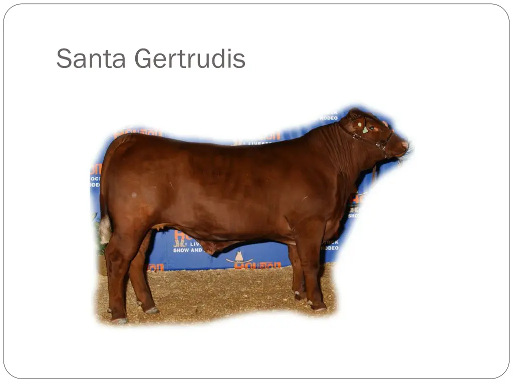 santa gertrudis