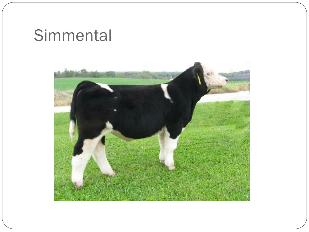 simmental