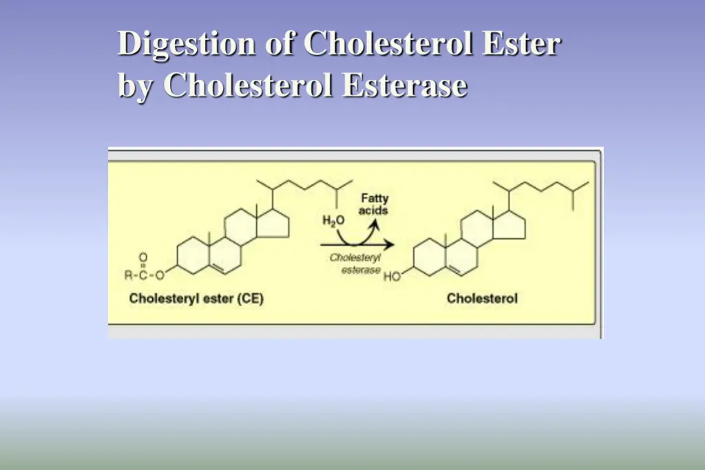 digestion of cholesterol ester by cholesterol