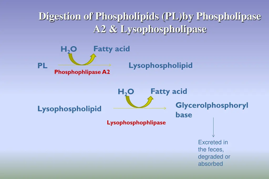 digestion of phospholipids pl by phospholipase