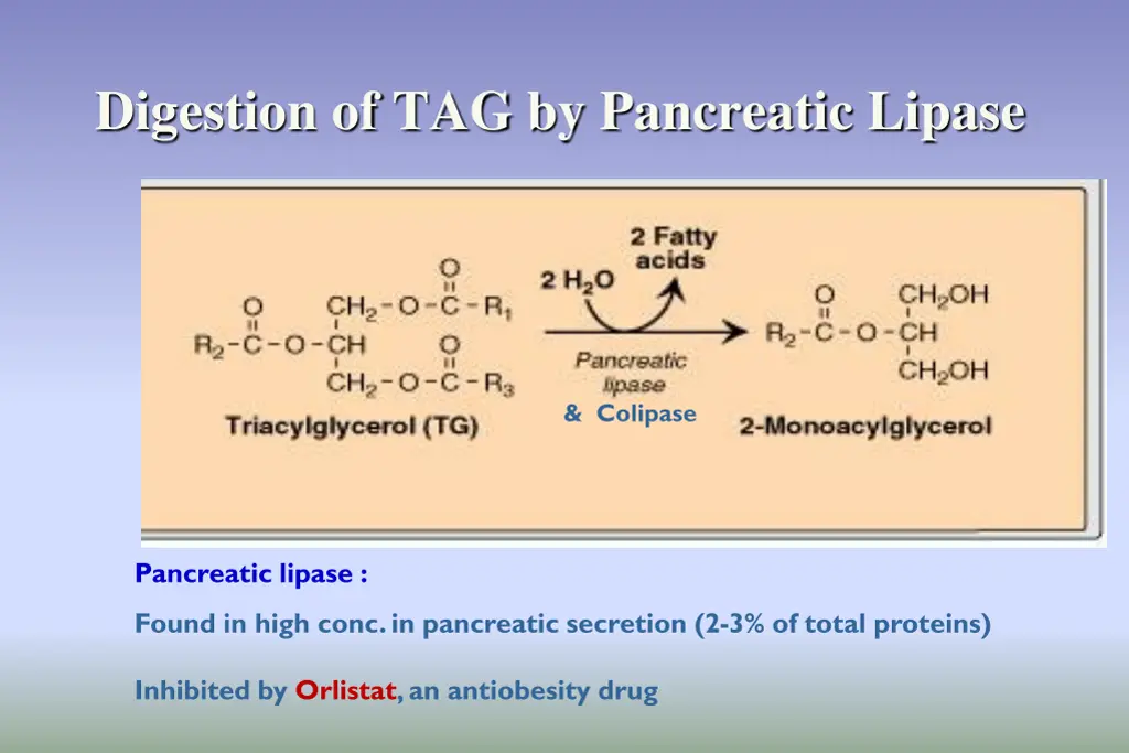 digestion of tag by pancreatic lipase