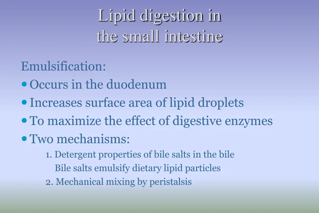lipid digestion in the small intestine