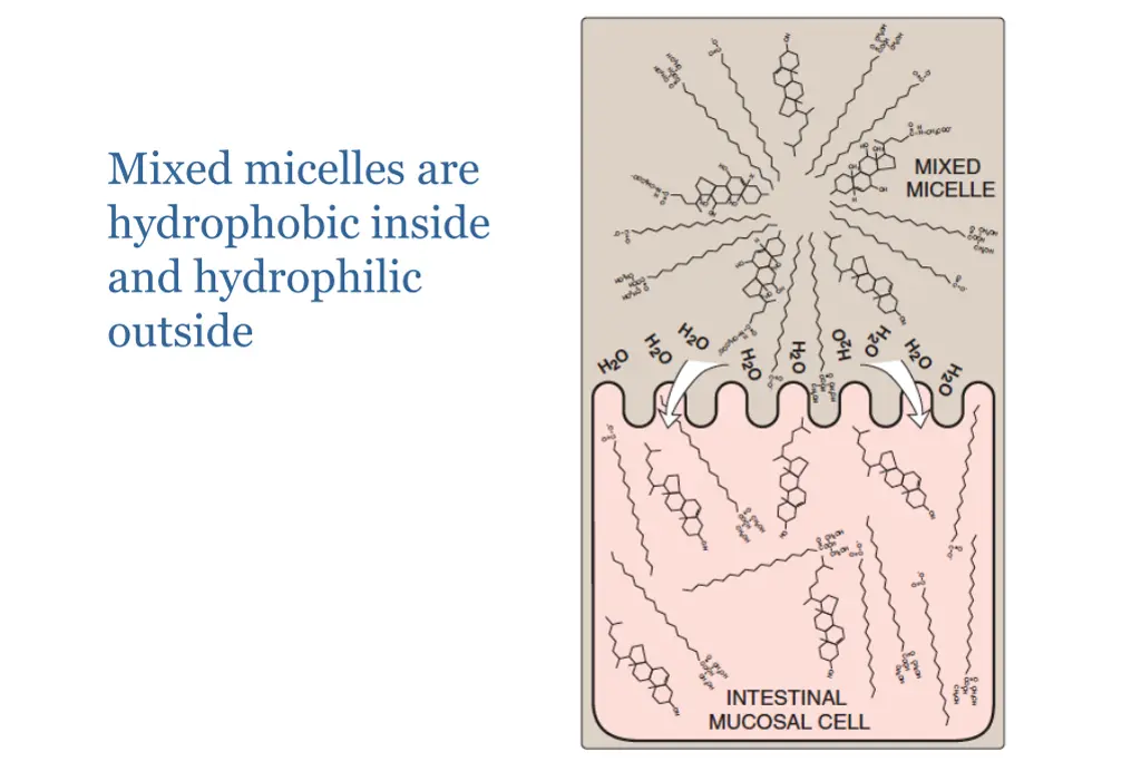 mixed micelles are hydrophobic inside