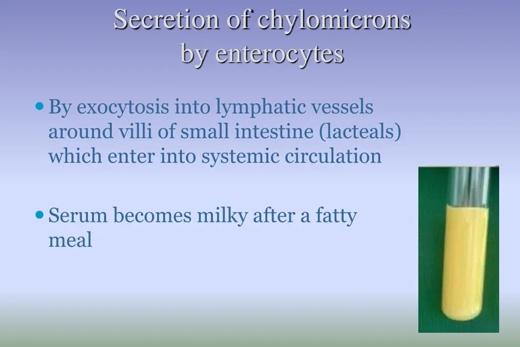 secretion of chylomicrons by enterocytes
