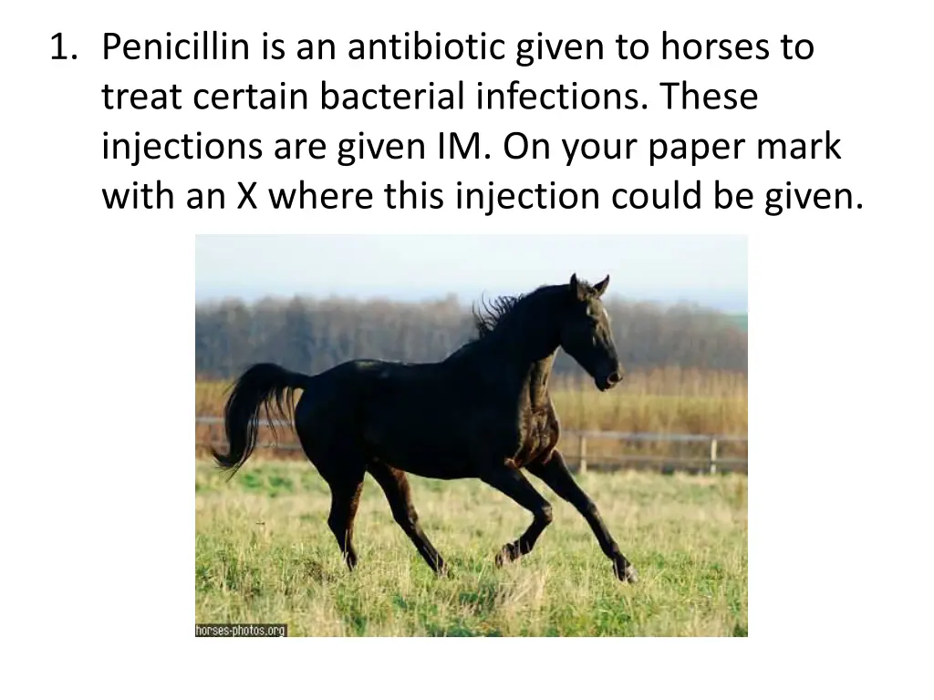 1 penicillin is an antibiotic given to horses