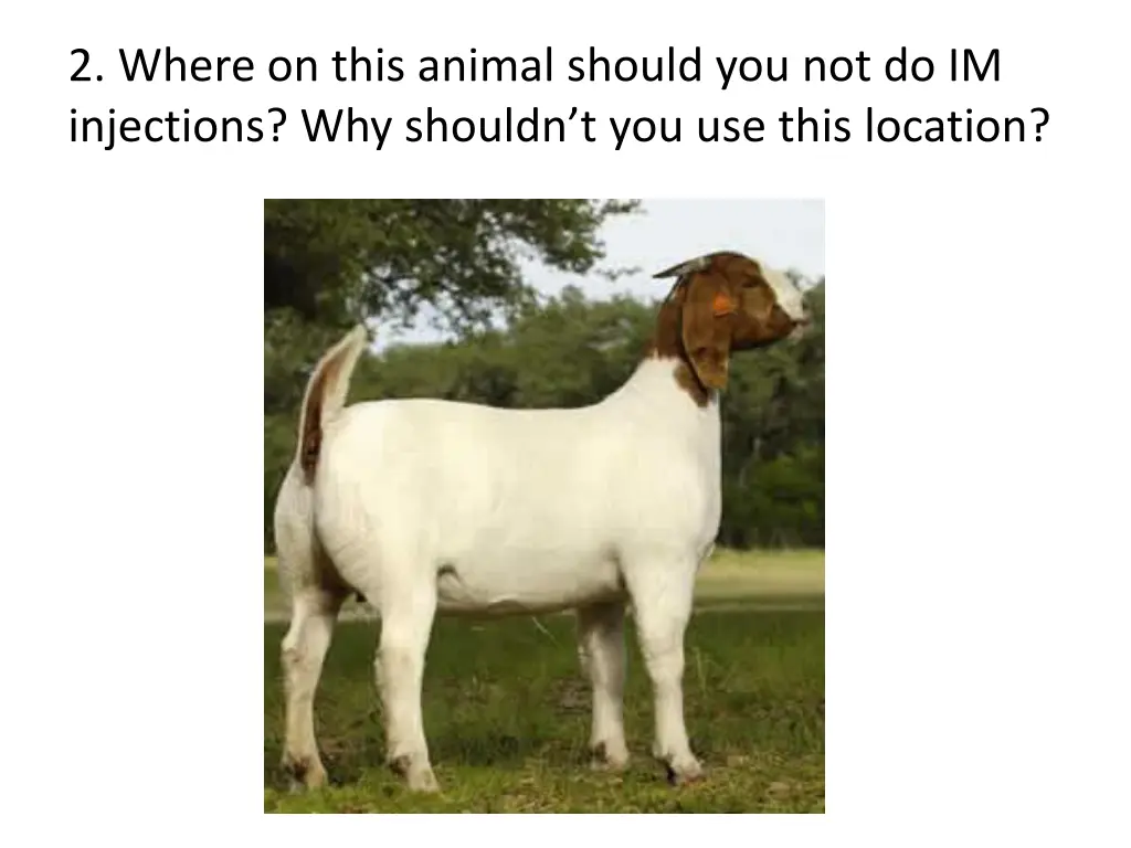 2 where on this animal should