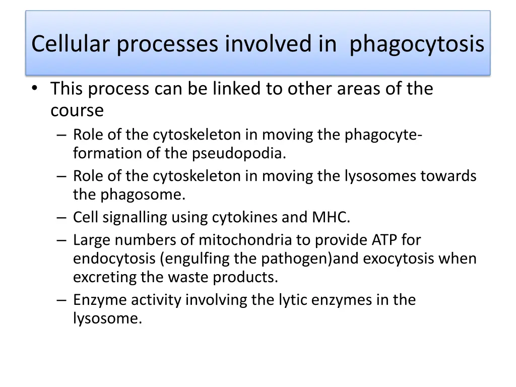 cellular processes involved in phagocytosis