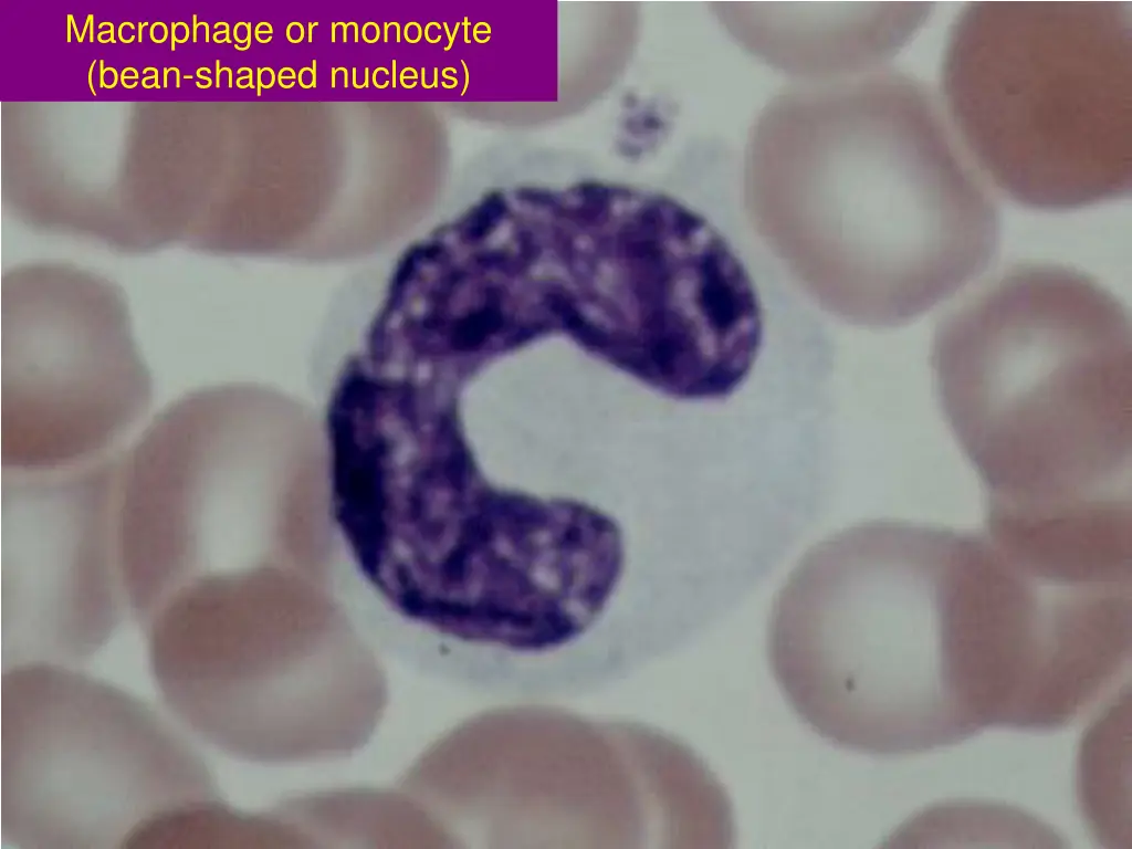 macrophage or monocyte bean shaped nucleus