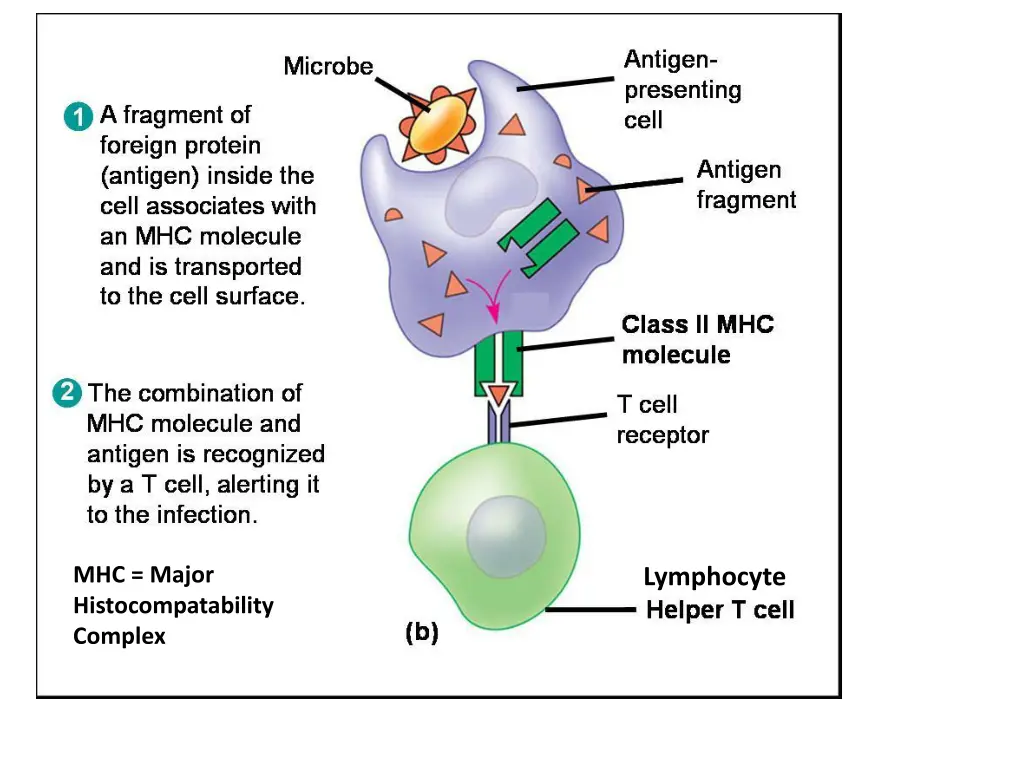 mhc major histocompatability complex