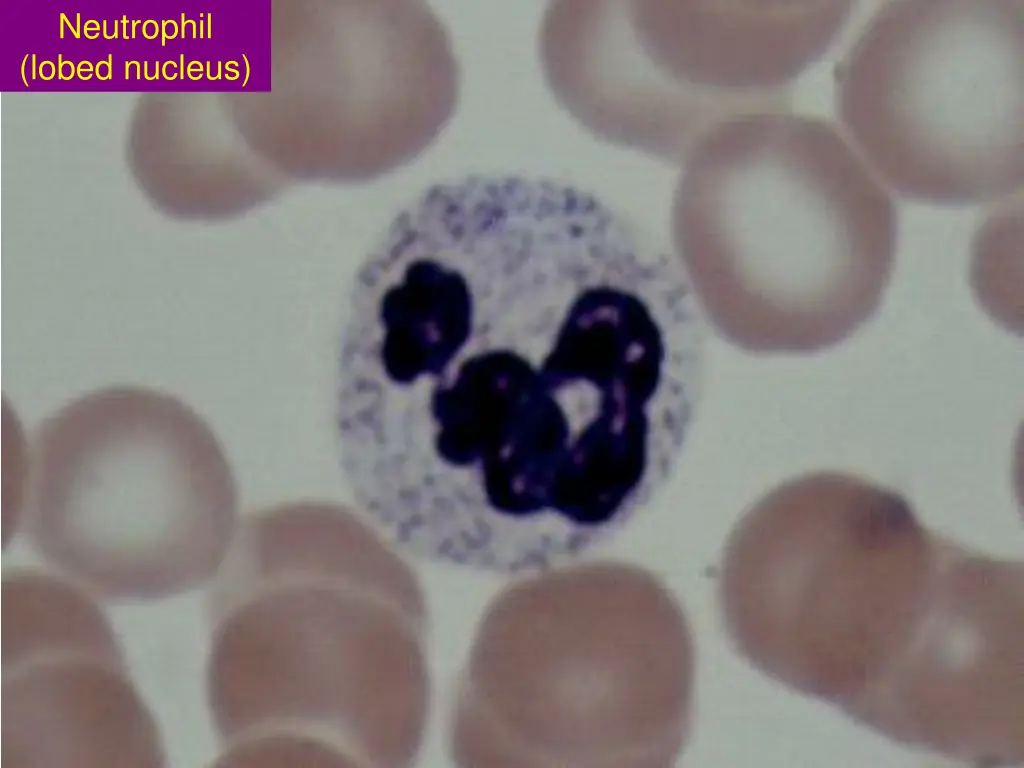 neutrophil lobed nucleus
