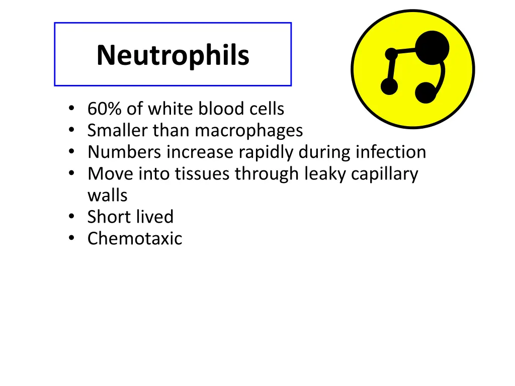neutrophils