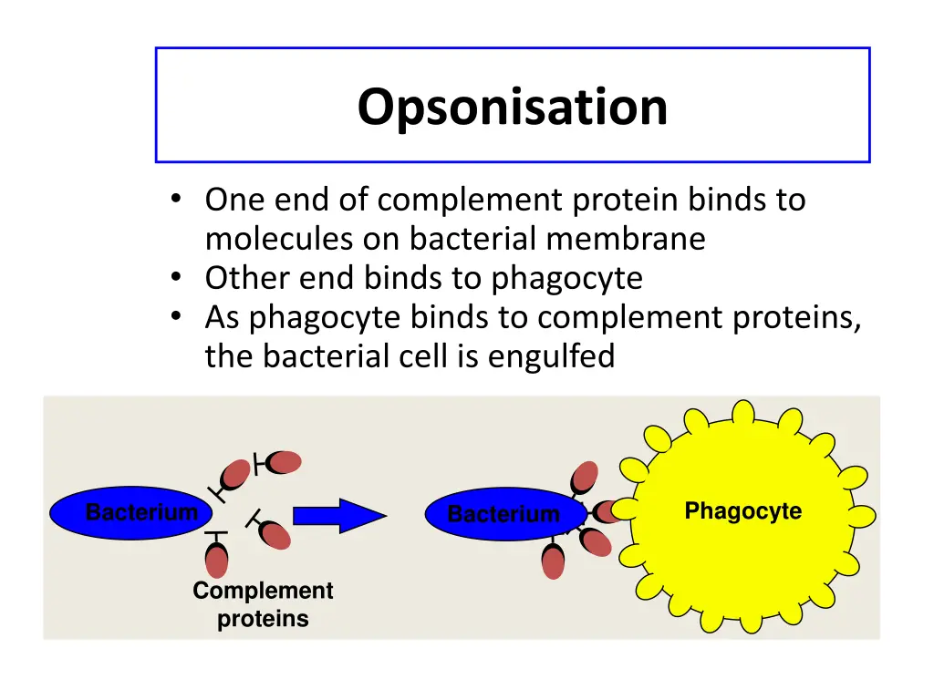 opsonisation