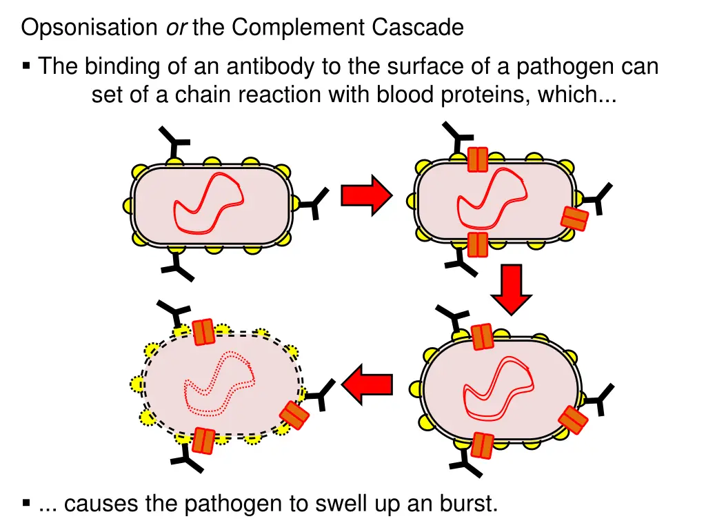 opsonisation or the complement cascade