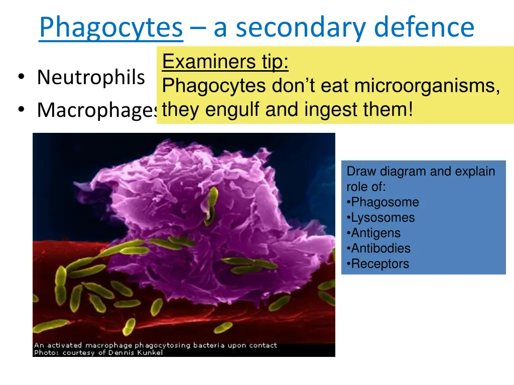 phagocytes a secondary defence examiners