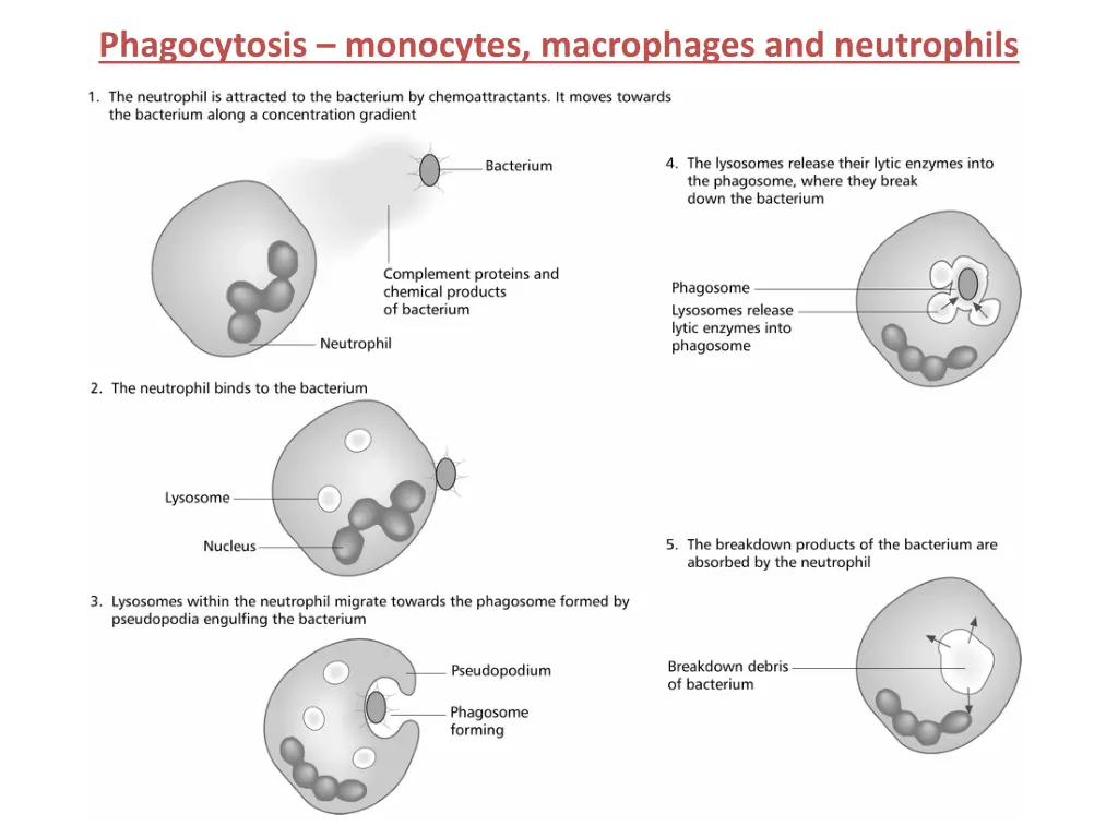phagocytosis monocytes macrophages and neutrophils