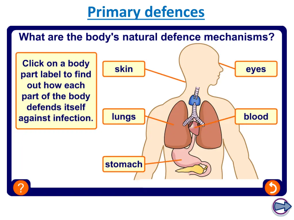 primary defences