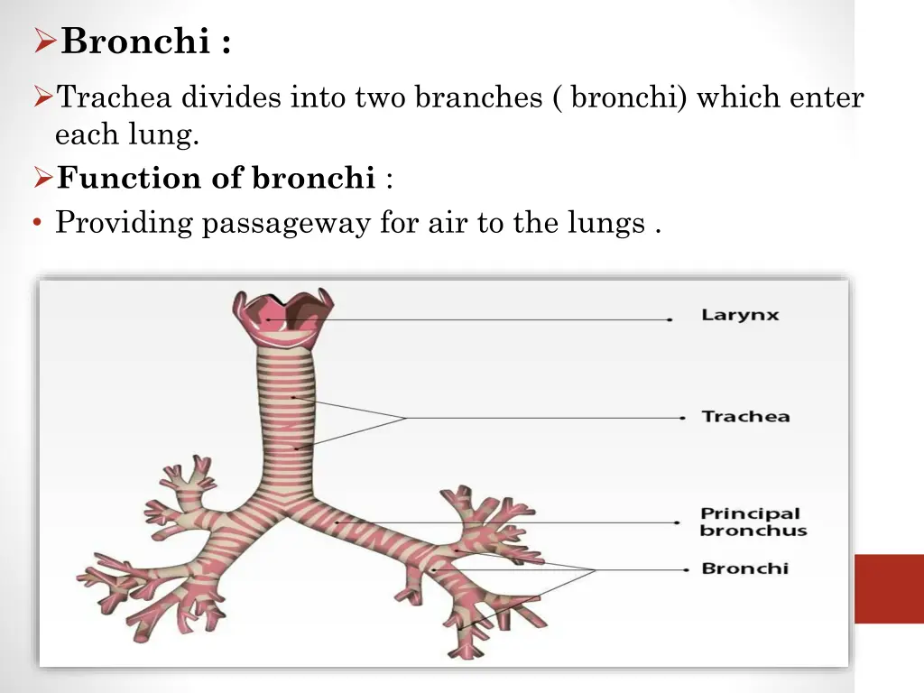 bronchi