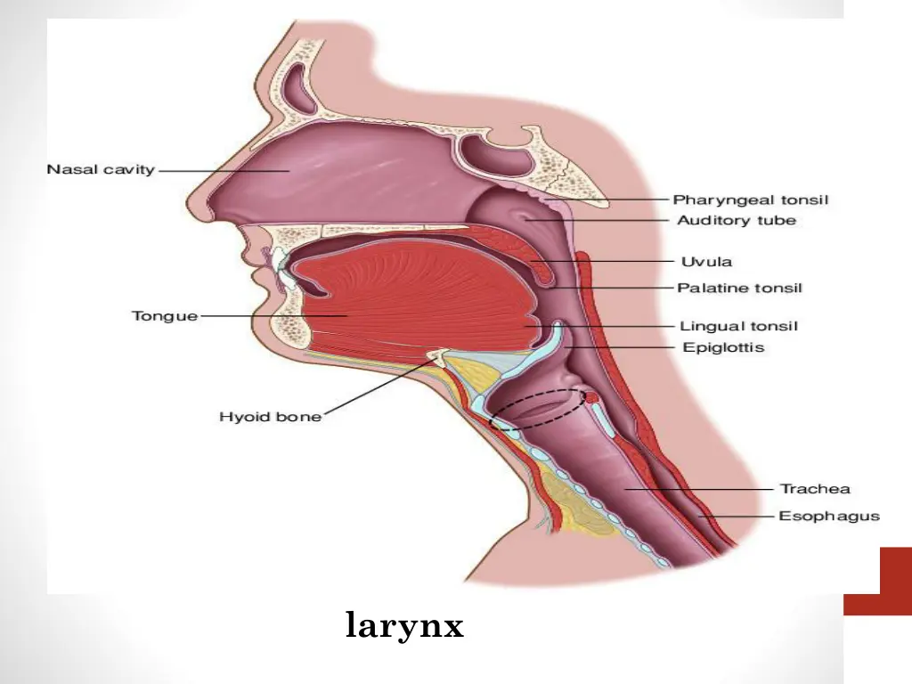larynx
