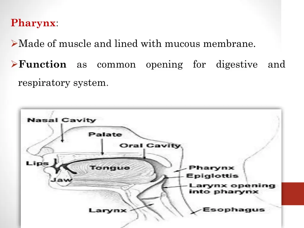 pharynx