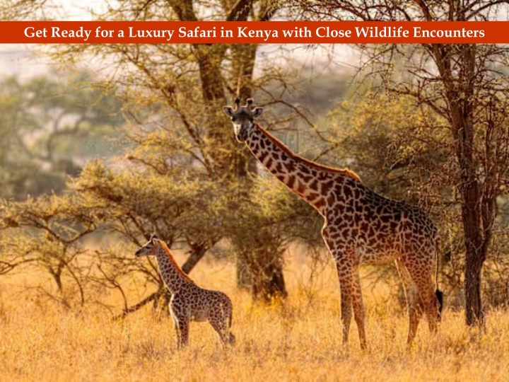 get ready for a luxury safari in kenya with close
