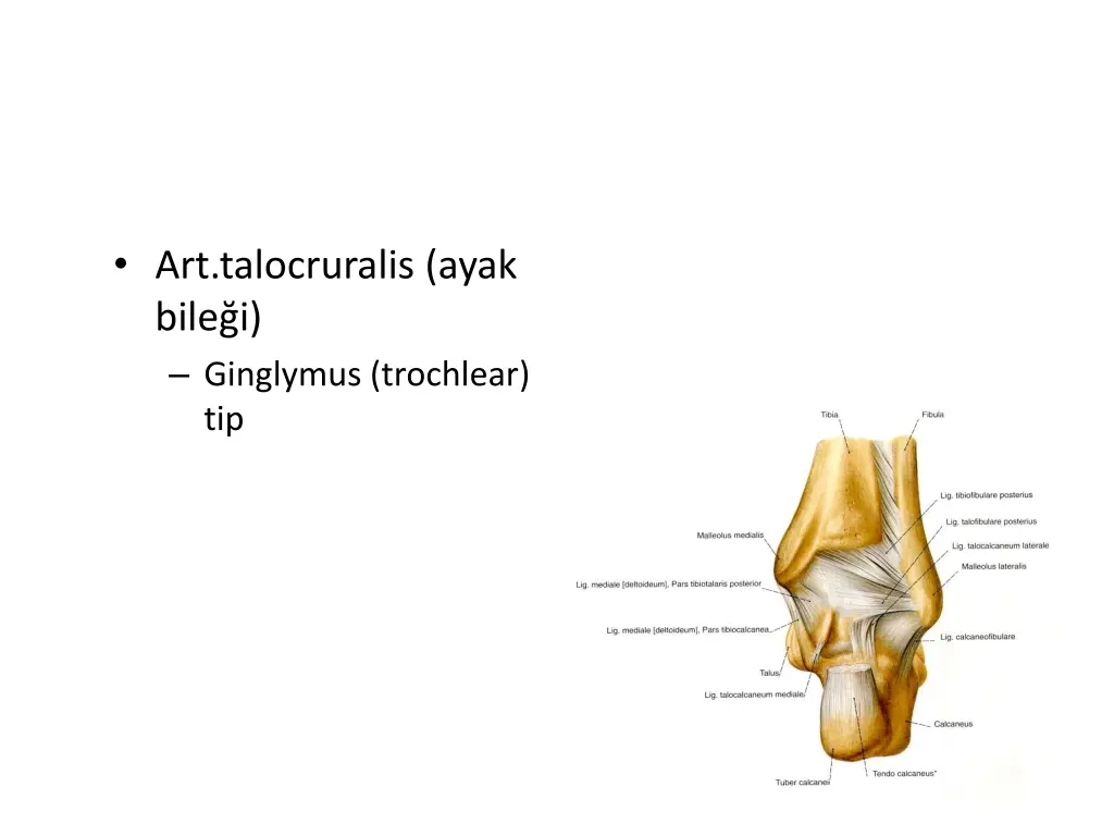 art talocruralis ayak bile i ginglymus trochlear