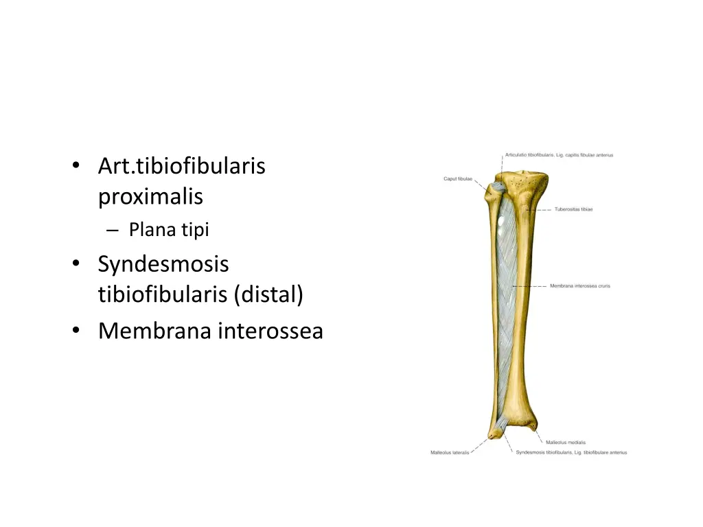art tibiofibularis proximalis plana tipi