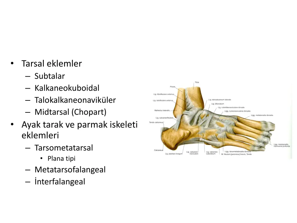 tarsal eklemler subtalar kalkaneokuboidal