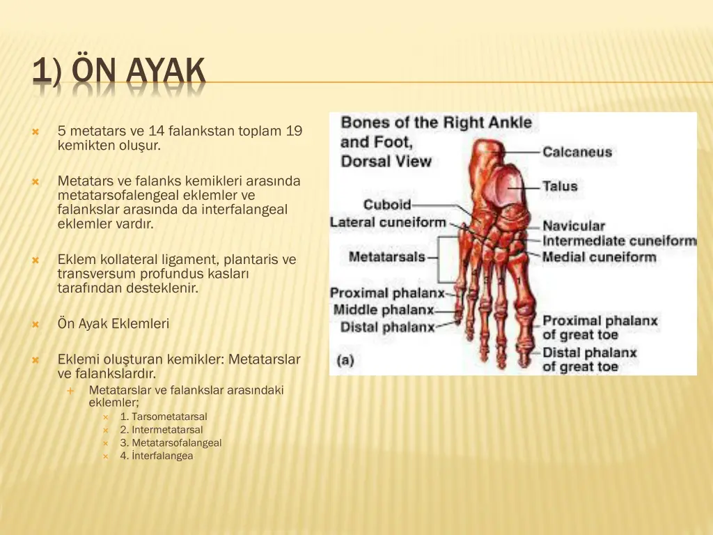 1 n ayak