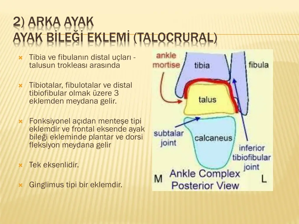 2 arka ayak ayak b le eklem talocrural