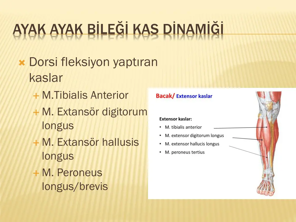ayak ayak b le kas d nam