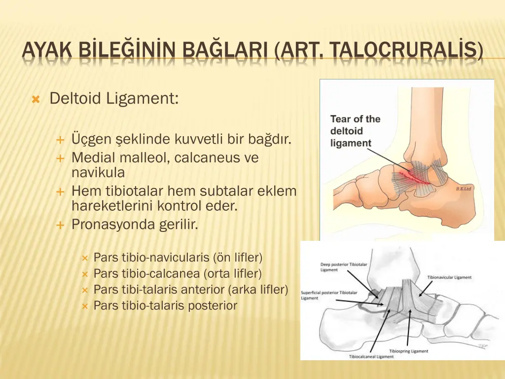 ayak b le n n ba lari art talocrural s