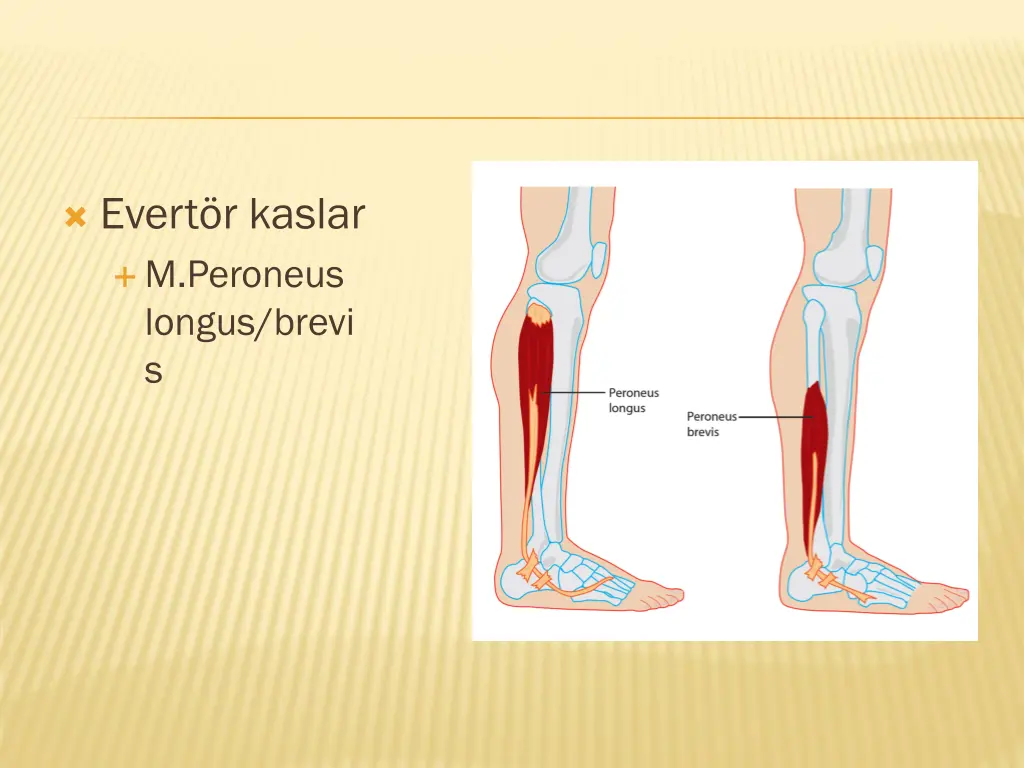 evert r kaslar m peroneus longus brevi s