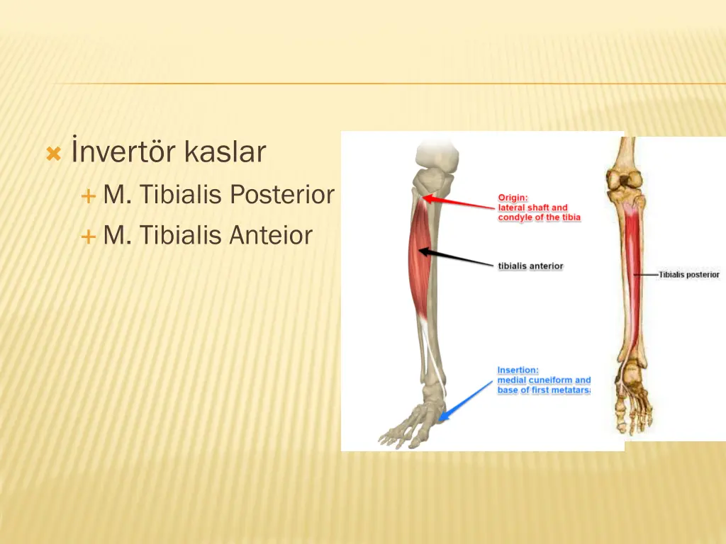 nvert r kaslar m tibialis posterior m tibialis