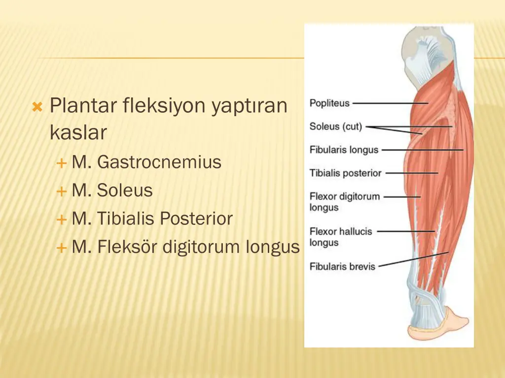plantar fleksiyon yapt ran kaslar m gastrocnemius