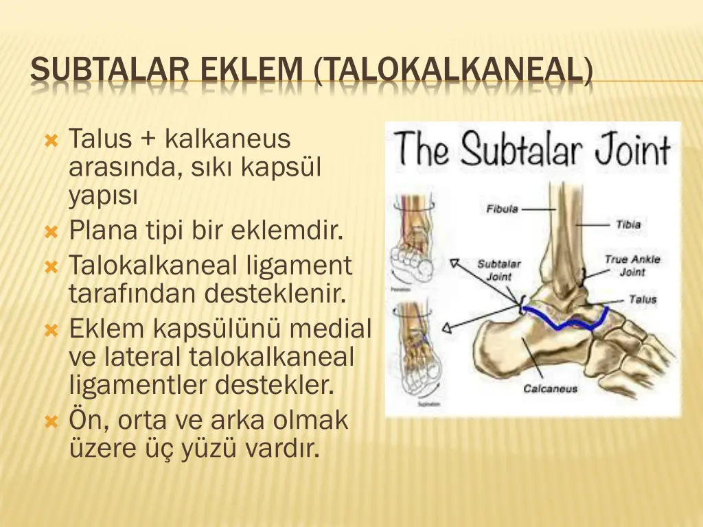 subtalar eklem talokalkaneal