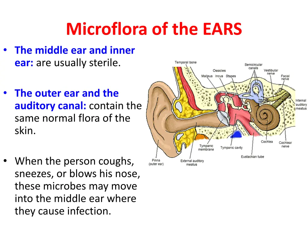 microflora of the ears the middle ear and inner