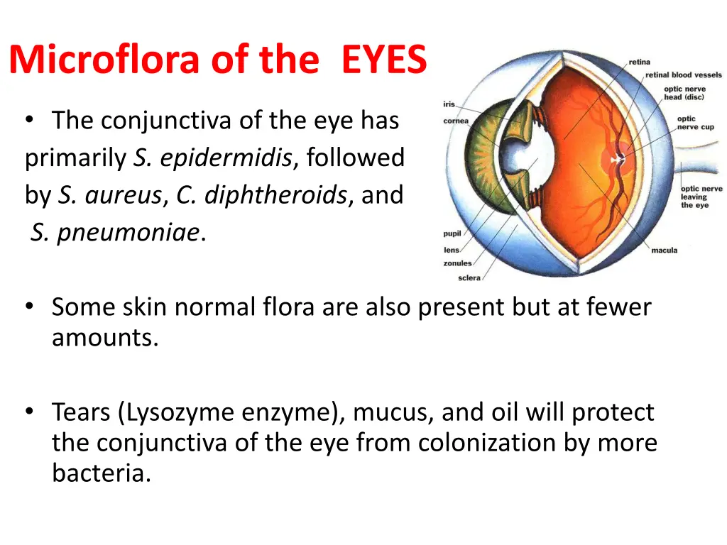 microflora of the eyes