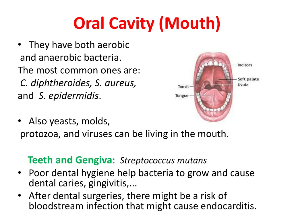oral cavity mouth they have both aerobic
