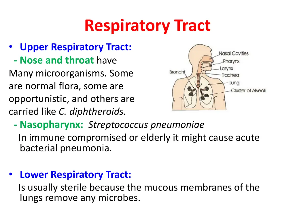respiratory tract