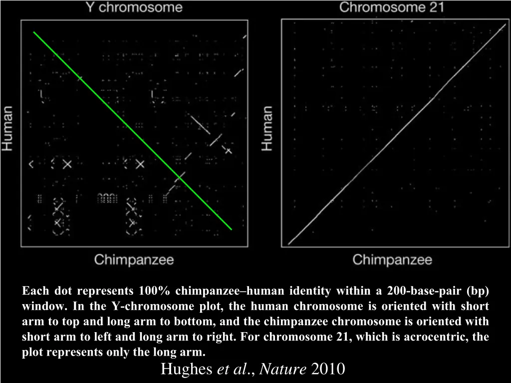 each dot represents 100 chimpanzee human identity