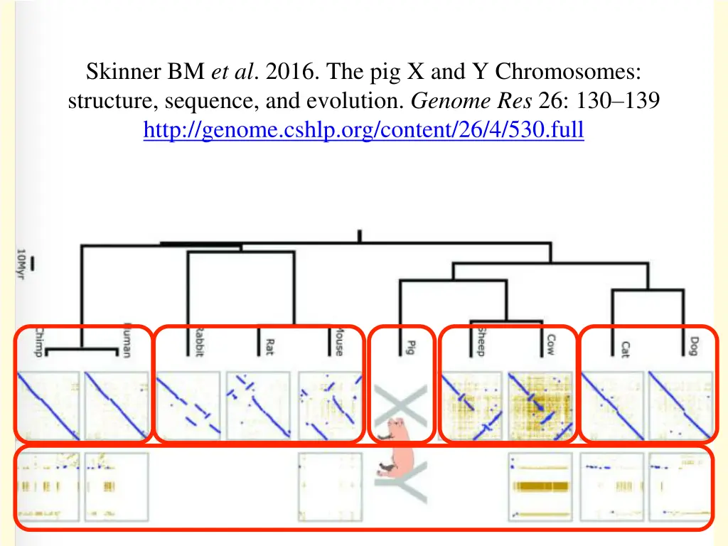 skinner bm et al 2016 the pig x and y chromosomes