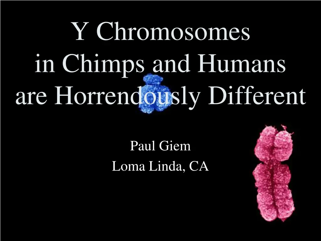 y chromosomes in chimps and humans