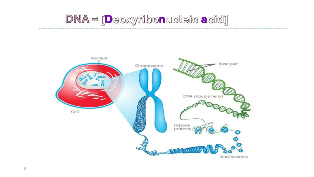 dna dna