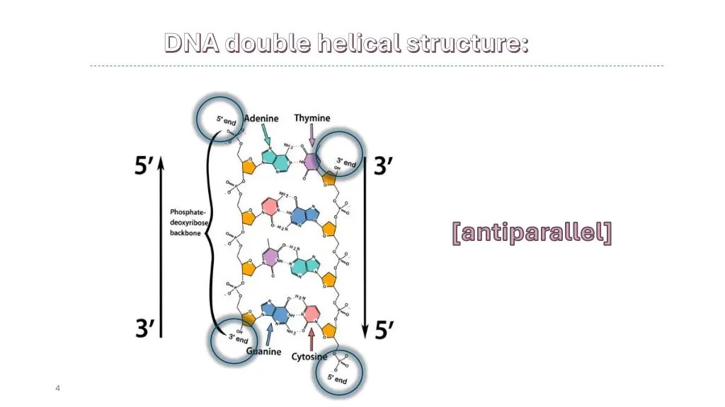 dna double helical structure dna double helical