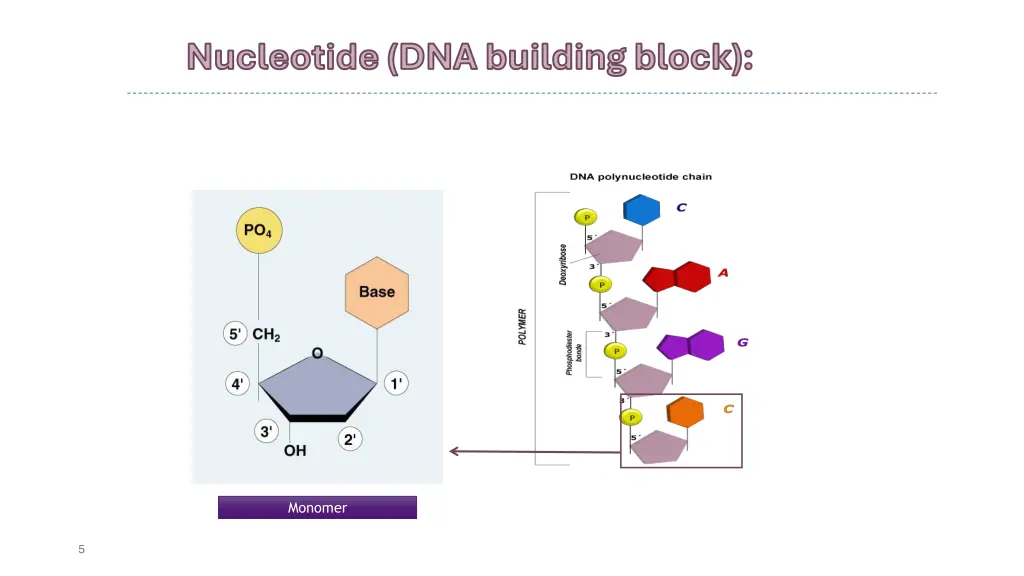 nucleotide nucleotide dna building block
