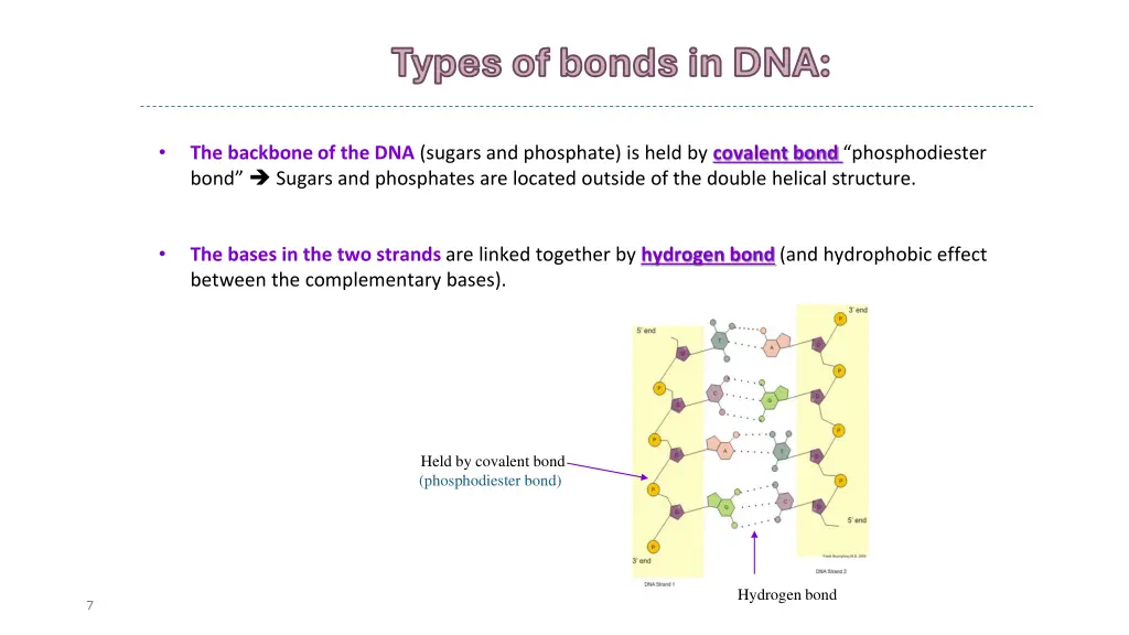 types of bonds in dna types of bonds in dna