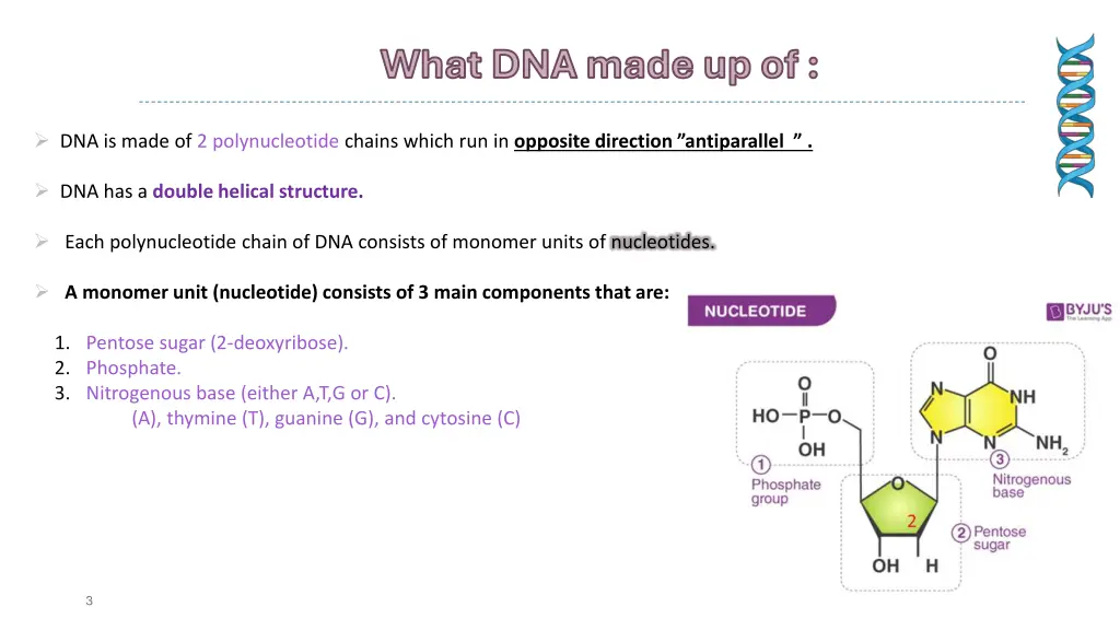 what dna made up of what dna made up of